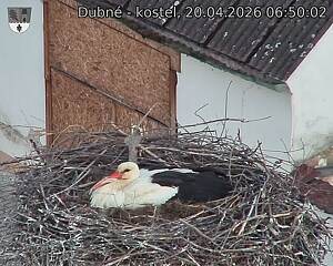 Capi_Dubne_20260420_065002.jpg (1350&nbsp;x&nbsp;1080)