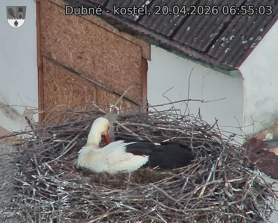 Capi_Dubne_20260420_065503.jpg (1350&nbsp;x&nbsp;1080)