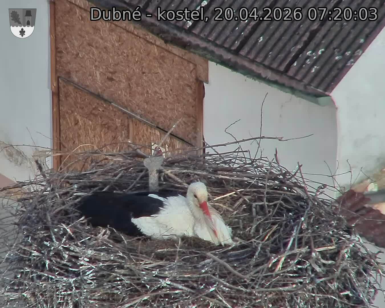 Capi_Dubne_20260420_072003.jpg (1350&nbsp;x&nbsp;1080)