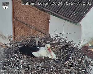 Capi_Dubne_20260420_072003.jpg (1350&nbsp;x&nbsp;1080)