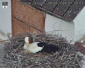 Capi_Dubne_20260420_073003.jpg (1350&nbsp;x&nbsp;1080)