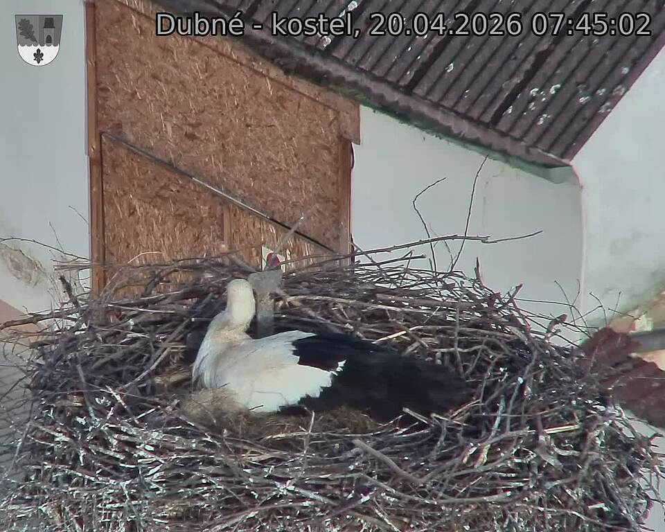 Capi_Dubne_20260420_074502.jpg (1350&nbsp;x&nbsp;1080)