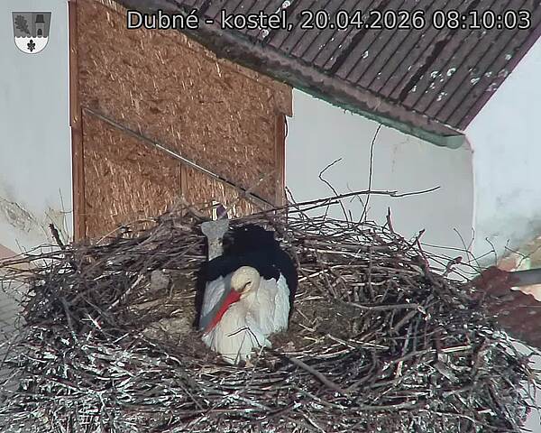 Capi_Dubne_20260420_081003.jpg (1350&nbsp;x&nbsp;1080)