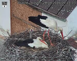 Capi_Dubne_20260420_091003.jpg (1350&nbsp;x&nbsp;1080)