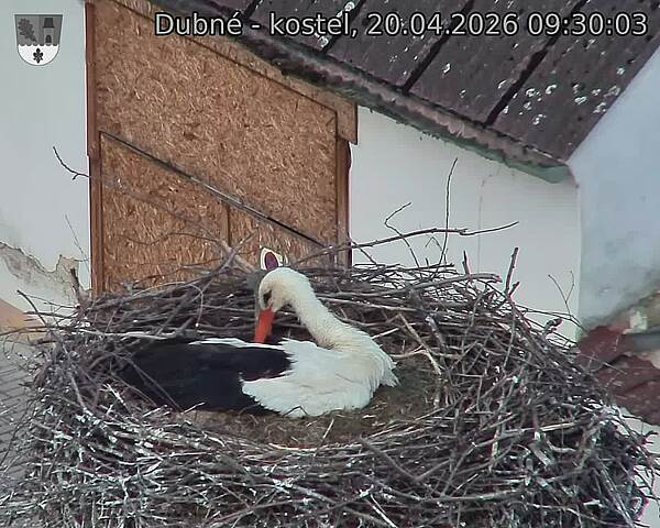 Capi_Dubne_20260420_093003.jpg (1350&nbsp;x&nbsp;1080)