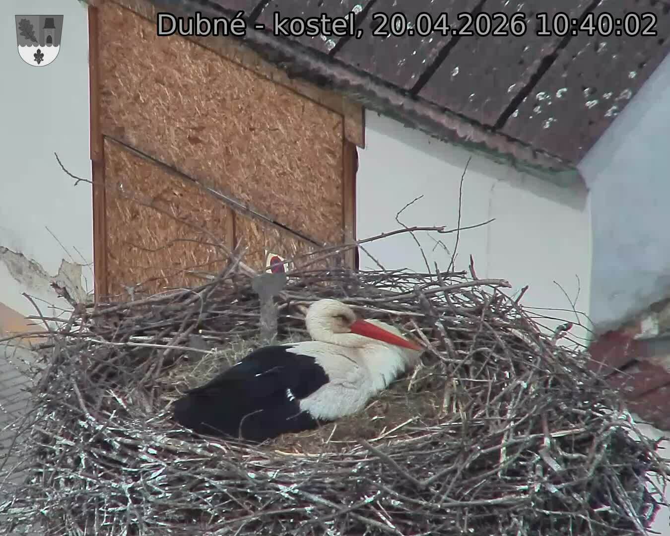 Capi_Dubne_20260420_104002.jpg (1350&nbsp;x&nbsp;1080)