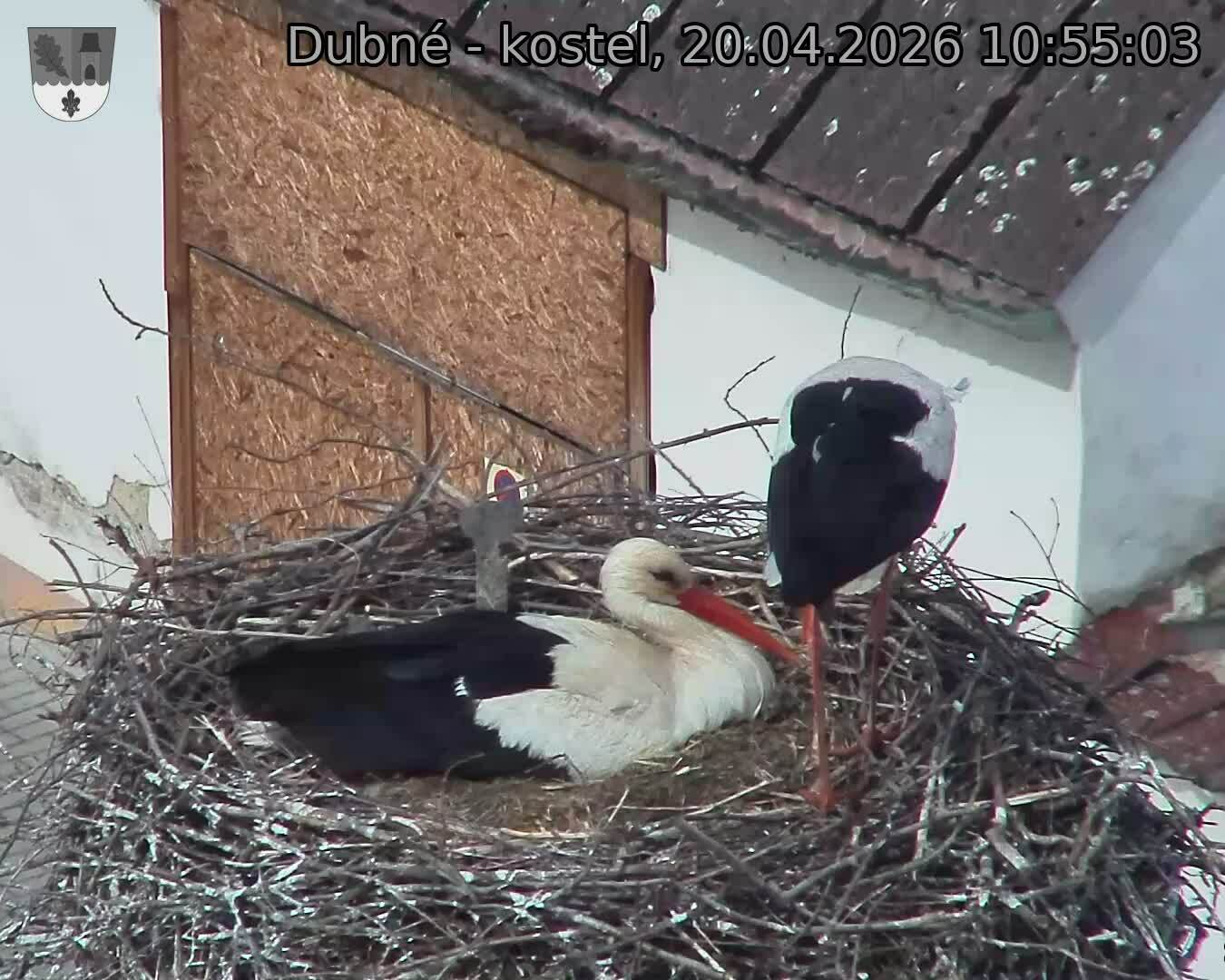 Capi_Dubne_20260420_105503.jpg (1350&nbsp;x&nbsp;1080)