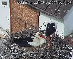 Capi_Dubne_20260420_105503.jpg (1350&nbsp;x&nbsp;1080)