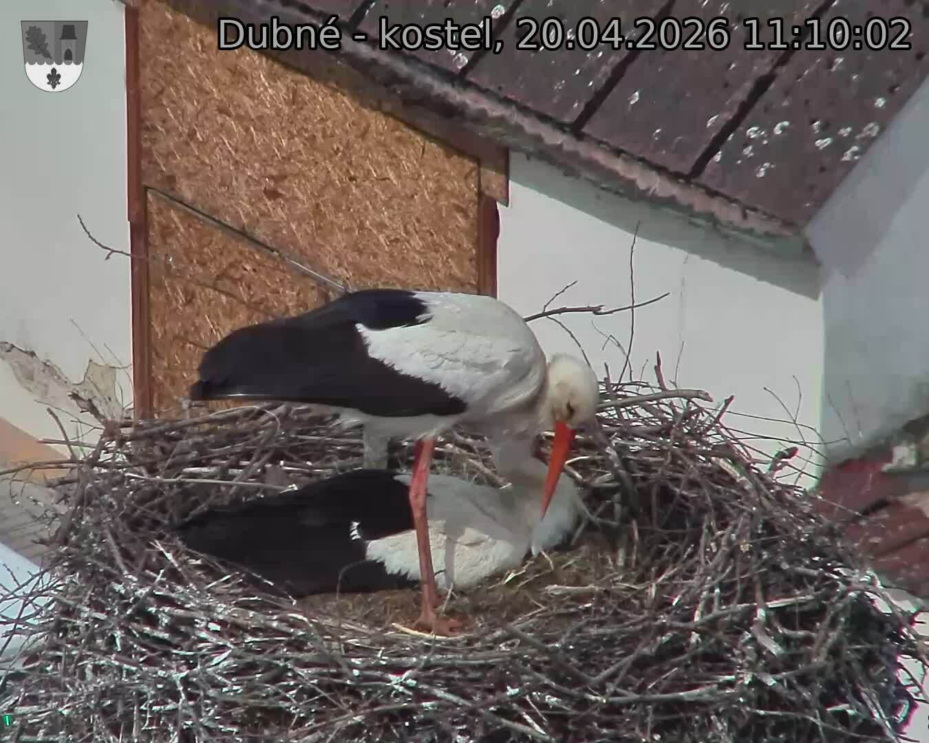 Capi_Dubne_20260420_111002.jpg (1350&nbsp;x&nbsp;1080)