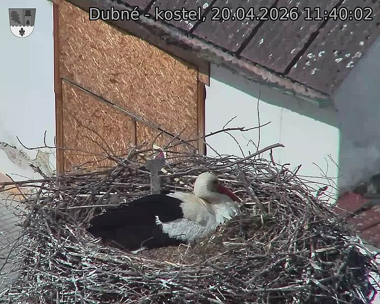 Capi_Dubne_20260420_114002.jpg (1350&nbsp;x&nbsp;1080)