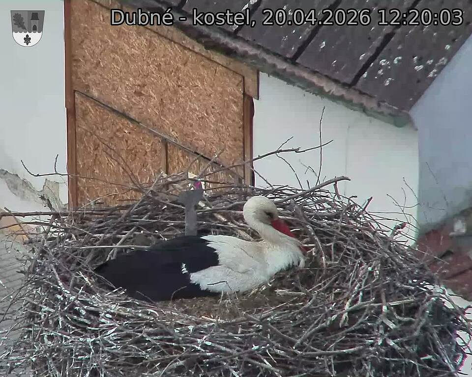 Capi_Dubne_20260420_122003.jpg (1350&nbsp;x&nbsp;1080)