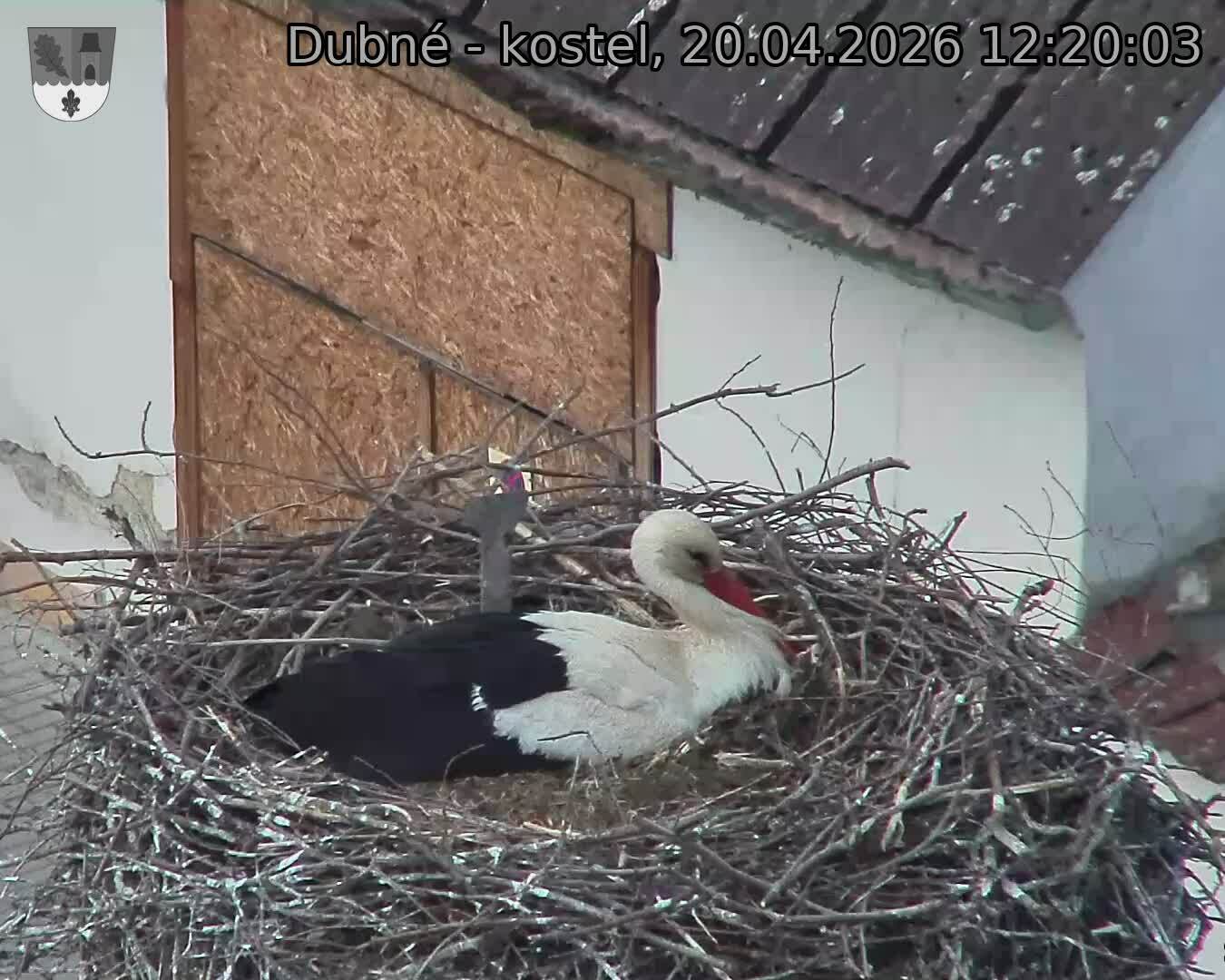 Capi_Dubne_20260420_122003.jpg (1350&nbsp;x&nbsp;1080)