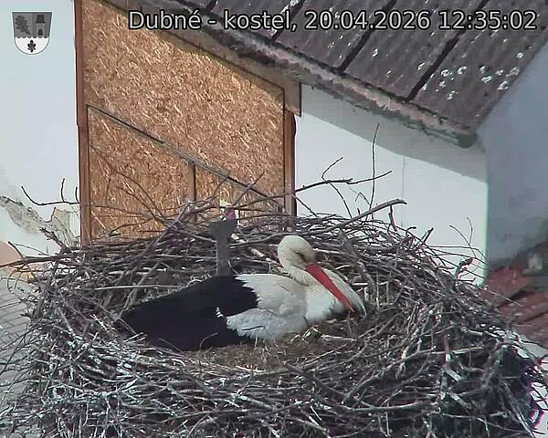 Capi_Dubne_20260420_123502.jpg (1350&nbsp;x&nbsp;1080)