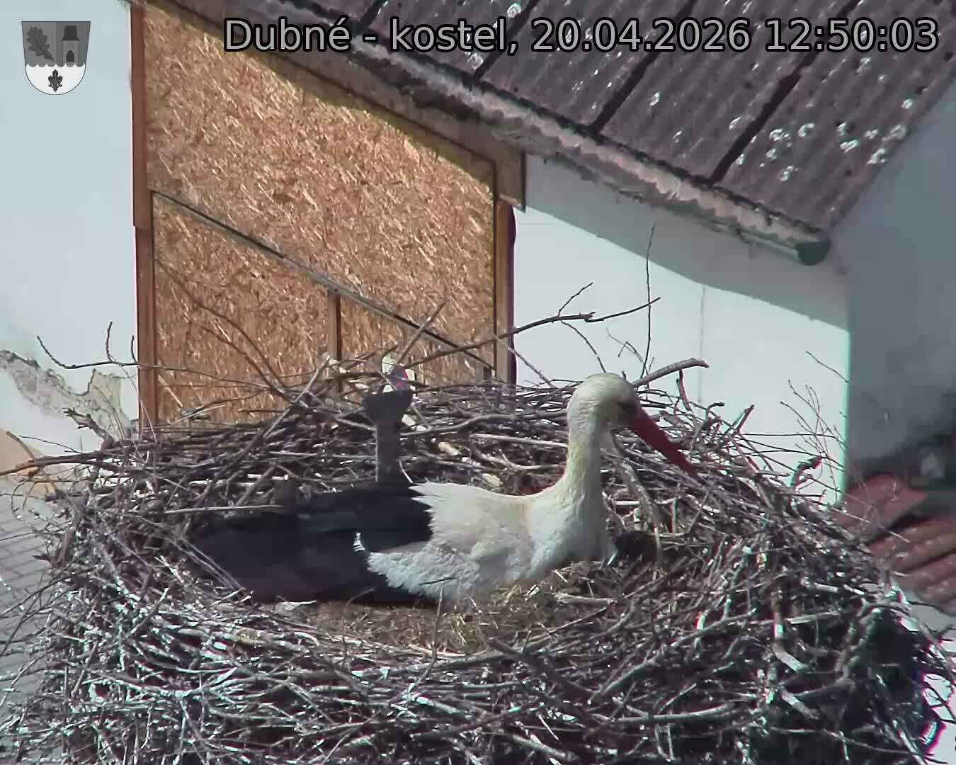 Capi_Dubne_20260420_125003.jpg (1350&nbsp;x&nbsp;1080)