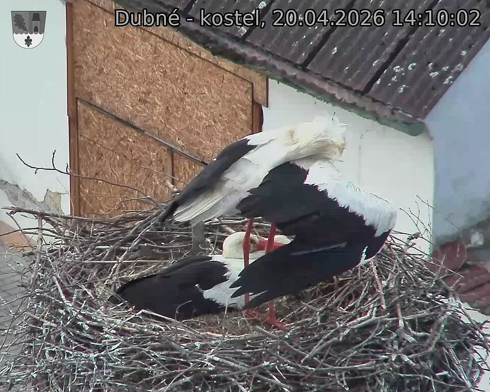 Capi_Dubne_20260420_141002.jpg (1350&nbsp;x&nbsp;1080)