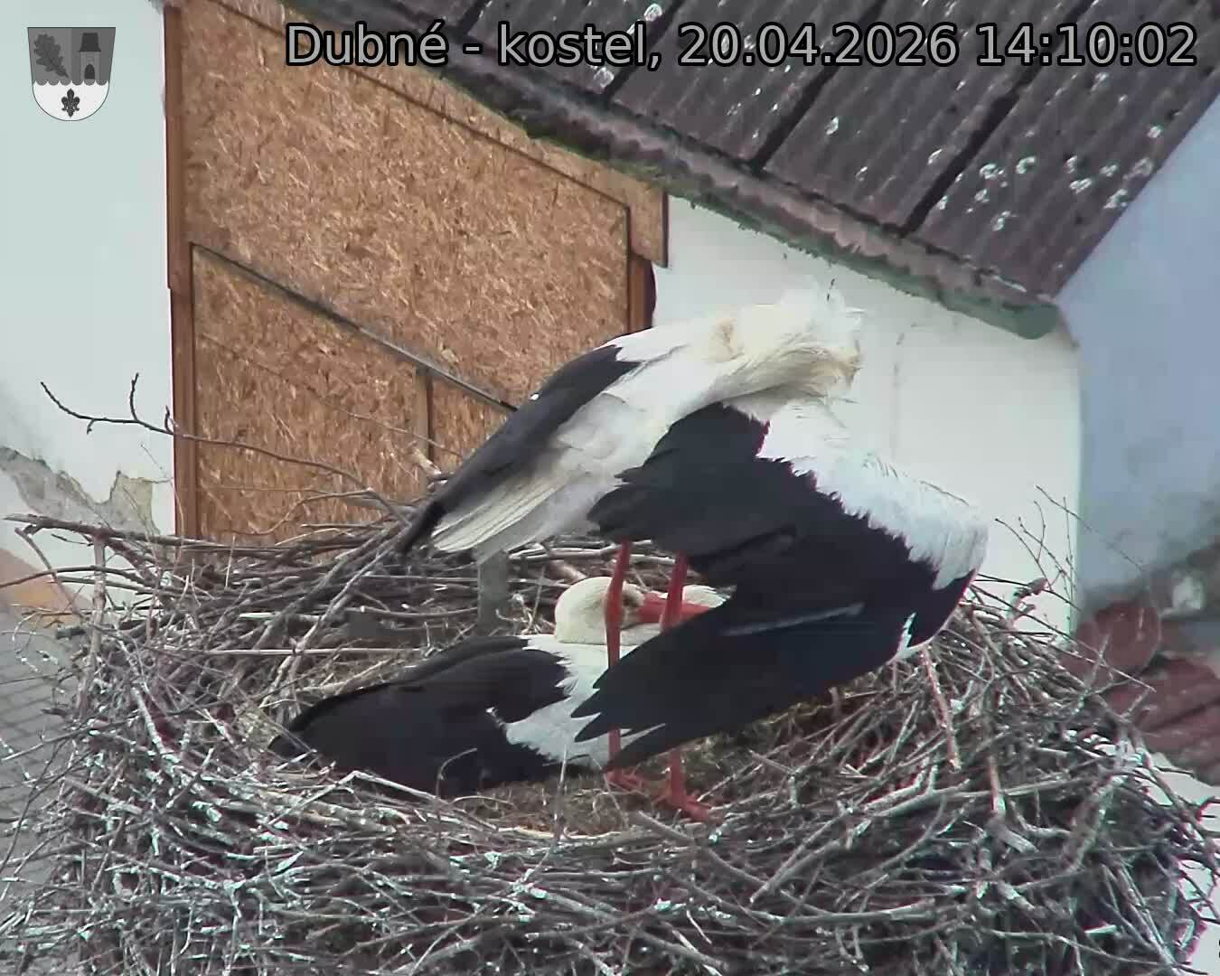 Capi_Dubne_20260420_141002.jpg (1350&nbsp;x&nbsp;1080)