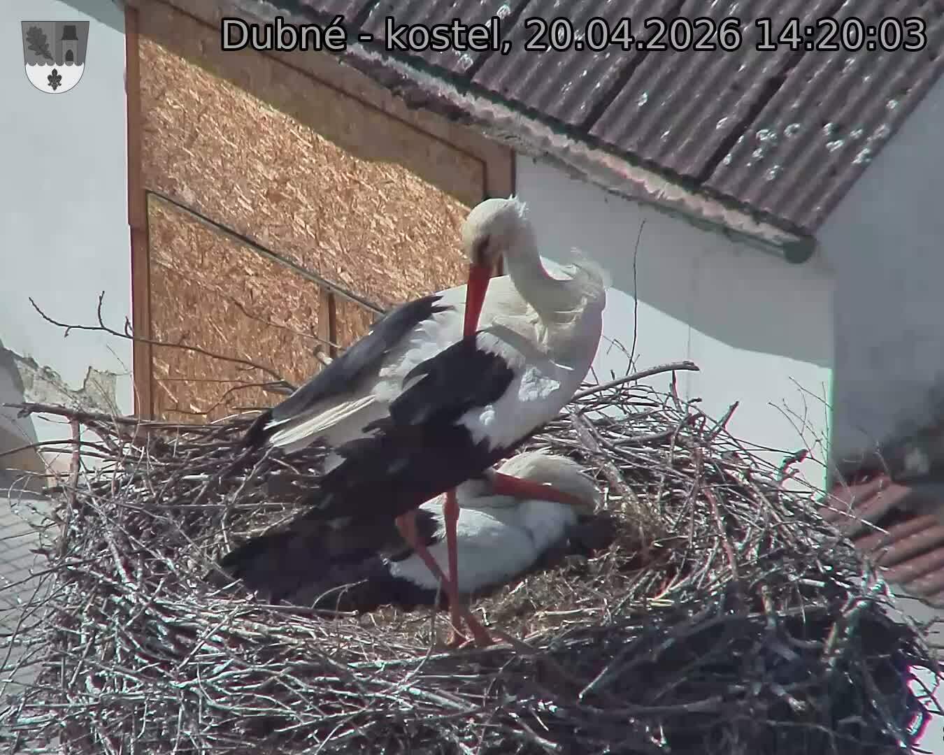 Capi_Dubne_20260420_142003.jpg (1350&nbsp;x&nbsp;1080)