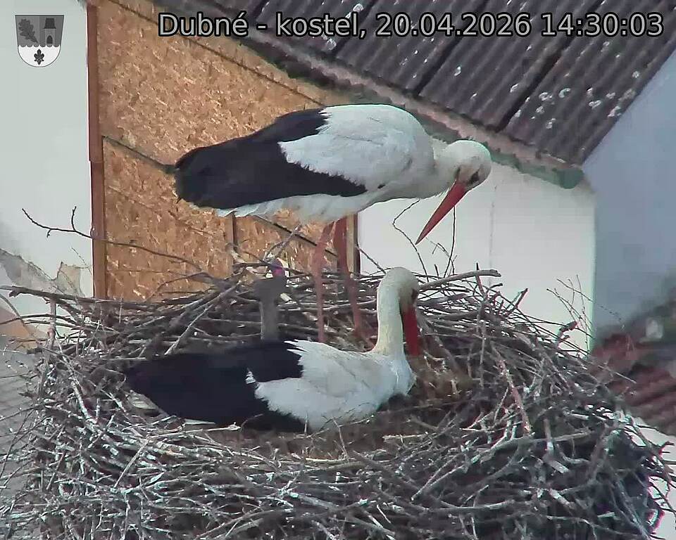 Capi_Dubne_20260420_143003.jpg (1350&nbsp;x&nbsp;1080)