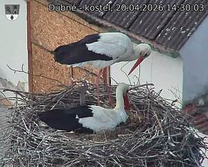 Capi_Dubne_20260420_143003.jpg (1350&nbsp;x&nbsp;1080)