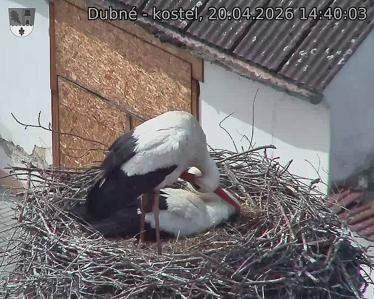 Capi_Dubne_20260420_144003.jpg (1350&nbsp;x&nbsp;1080)