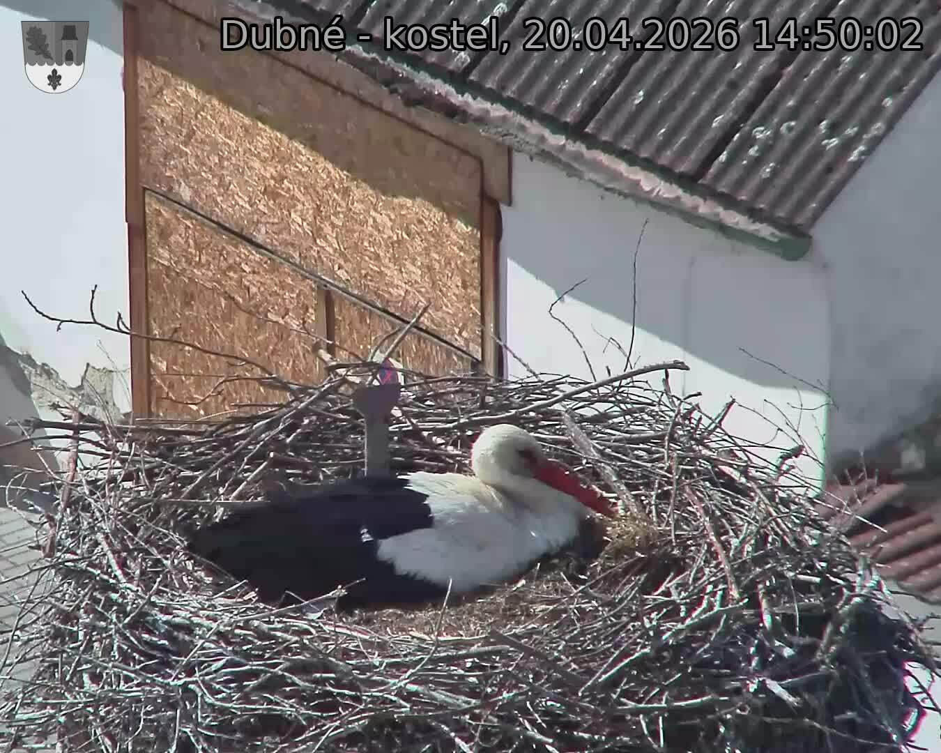 Capi_Dubne_20260420_145002.jpg (1350&nbsp;x&nbsp;1080)