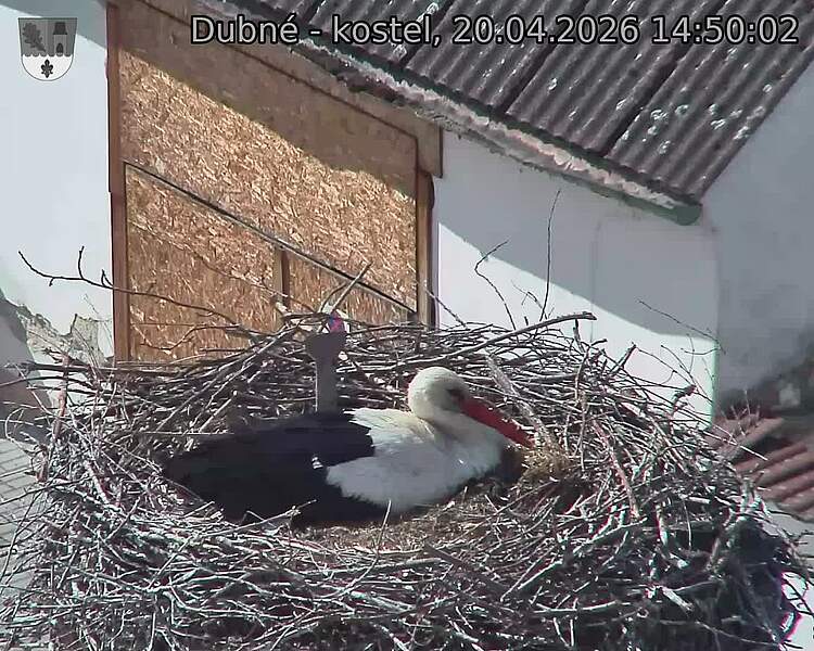 Capi_Dubne_20260420_145002.jpg (1350&nbsp;x&nbsp;1080)