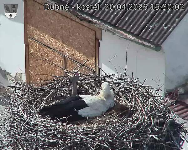 Capi_Dubne_20260420_153002.jpg (1350&nbsp;x&nbsp;1080)