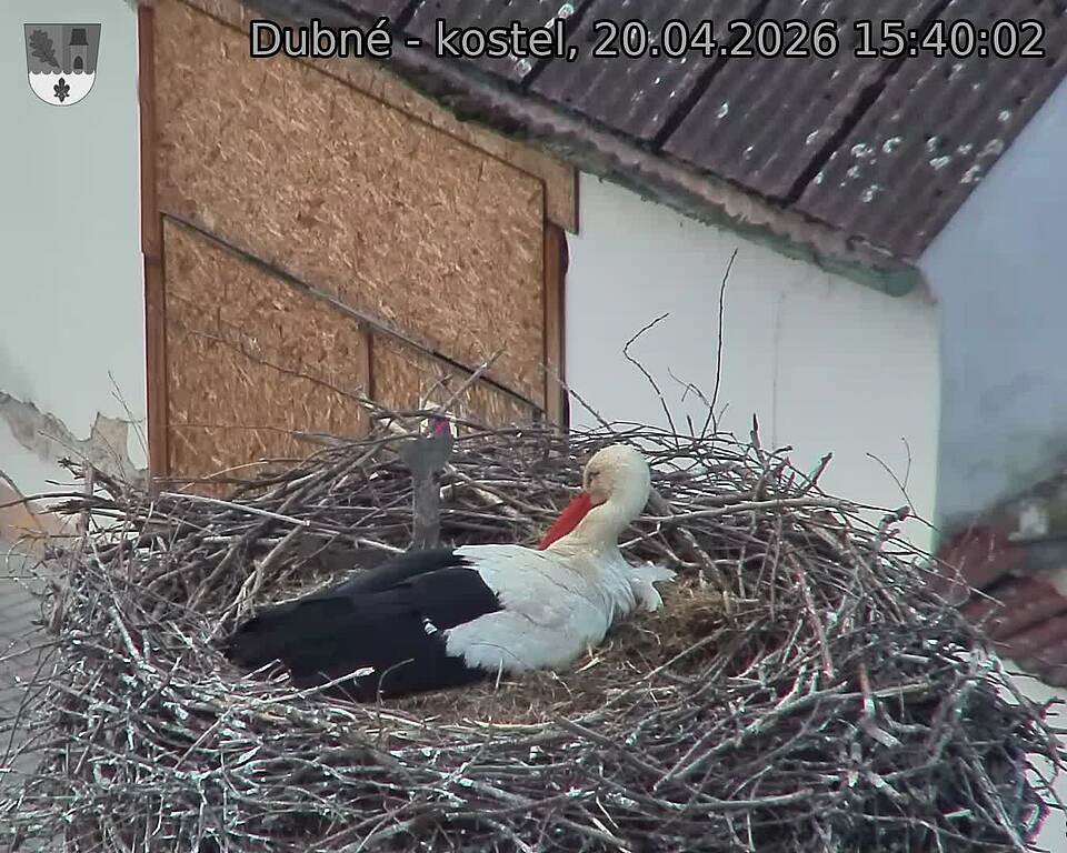 Capi_Dubne_20260420_154002.jpg (1350&nbsp;x&nbsp;1080)