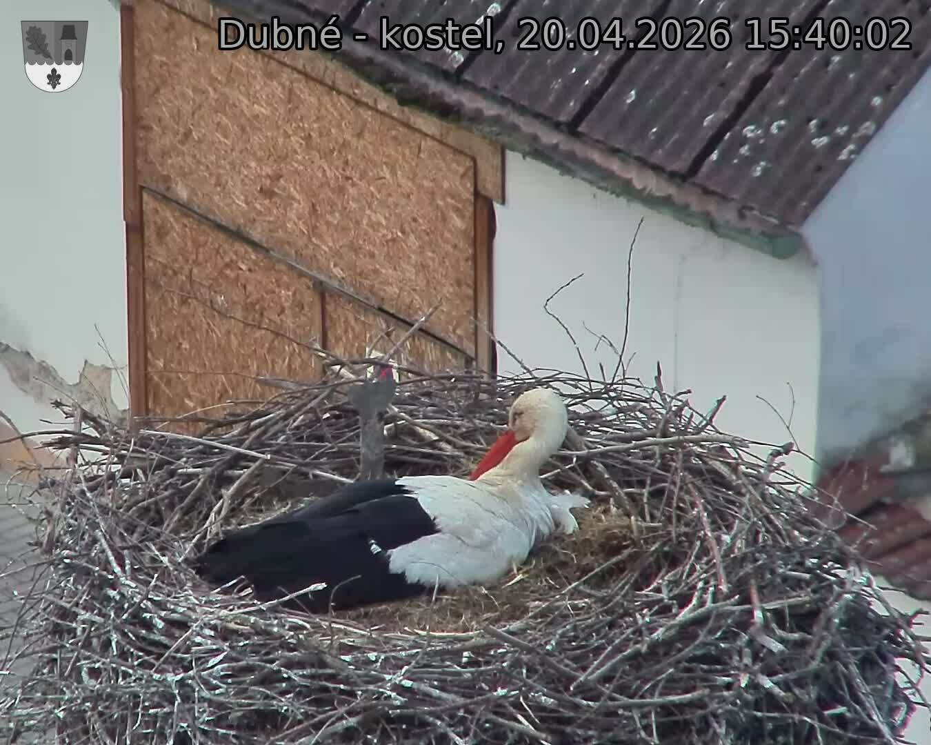 Capi_Dubne_20260420_154002.jpg (1350&nbsp;x&nbsp;1080)