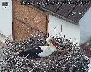 Capi_Dubne_20260420_155002.jpg (1350&nbsp;x&nbsp;1080)