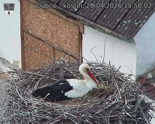 Capi_Dubne_20260420_155002.jpg (1350&nbsp;x&nbsp;1080)