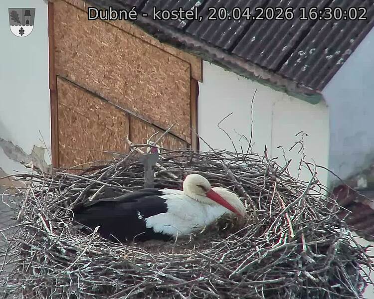 Capi_Dubne_20260420_163002.jpg (1350&nbsp;x&nbsp;1080)