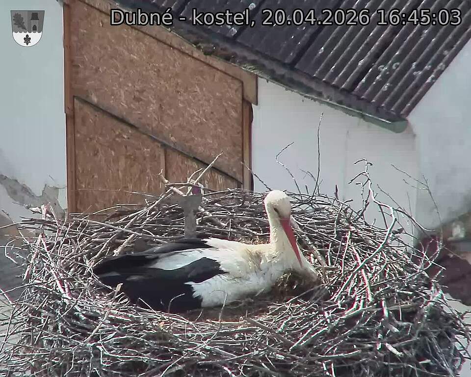 Capi_Dubne_20260420_164503.jpg (1350&nbsp;x&nbsp;1080)