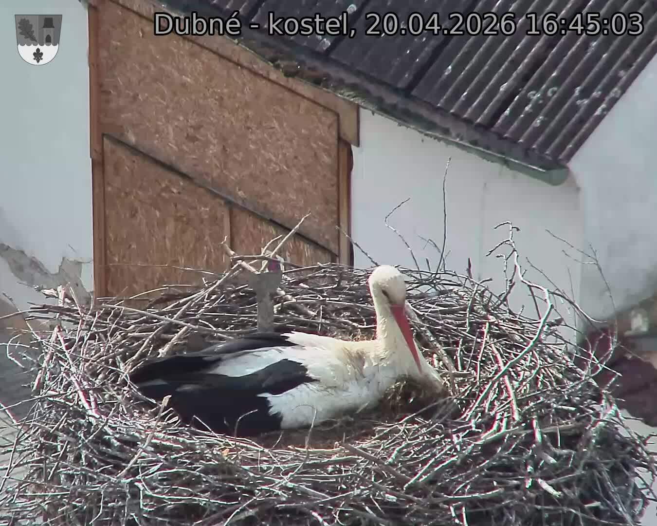 Capi_Dubne_20260420_164503.jpg (1350&nbsp;x&nbsp;1080)