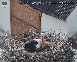 Capi_Dubne_20260420_165002.jpg (1350&nbsp;x&nbsp;1080)