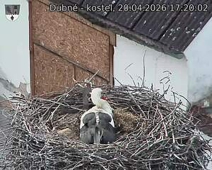 Capi_Dubne_20260420_172002.jpg (1350&nbsp;x&nbsp;1080)