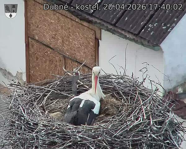 Capi_Dubne_20260420_174002.jpg (1350&nbsp;x&nbsp;1080)