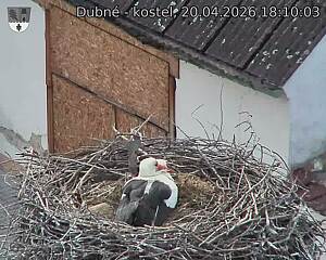 Capi_Dubne_20260420_181003.jpg (1350&nbsp;x&nbsp;1080)