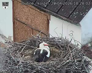 Capi_Dubne_20260420_182002.jpg (1350&nbsp;x&nbsp;1080)