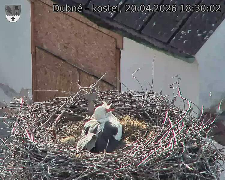 Capi_Dubne_20260420_183002.jpg (1350&nbsp;x&nbsp;1080)