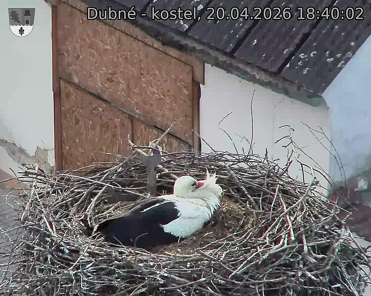 Capi_Dubne_20260420_184002.jpg (1350&nbsp;x&nbsp;1080)