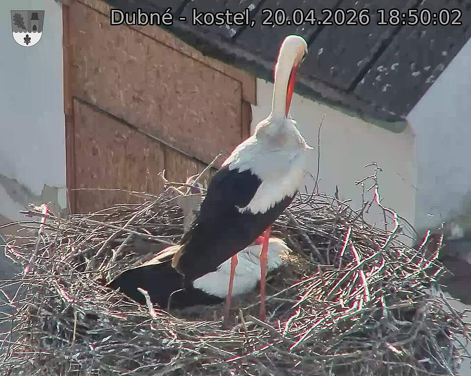 Capi_Dubne_20260420_185002.jpg (1350&nbsp;x&nbsp;1080)