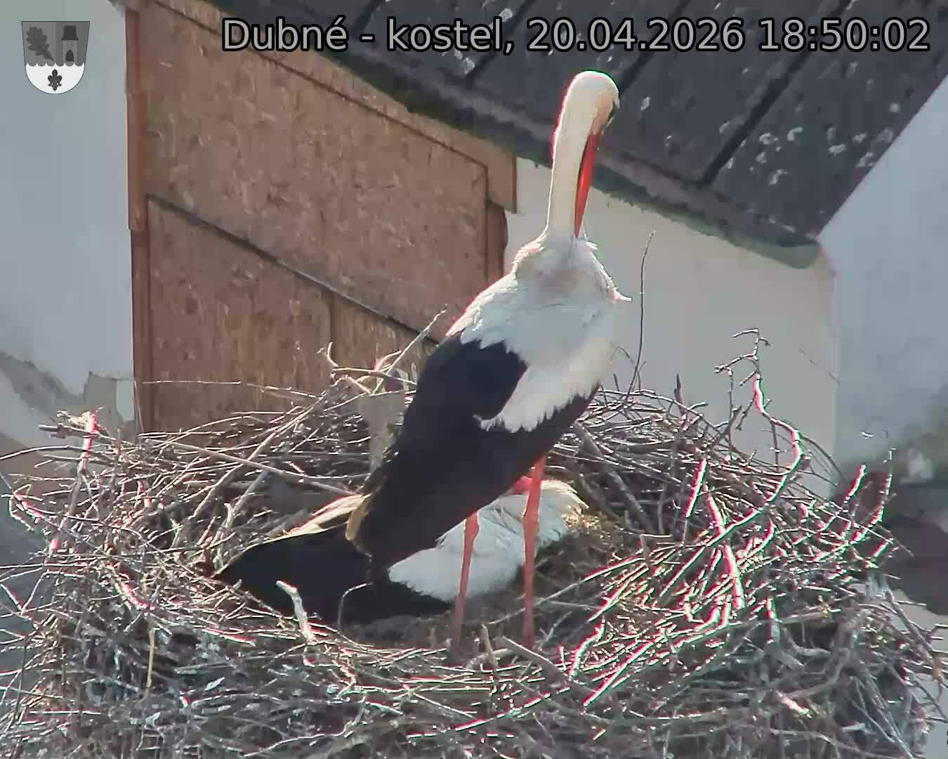 Capi_Dubne_20260420_185002.jpg (1350&nbsp;x&nbsp;1080)