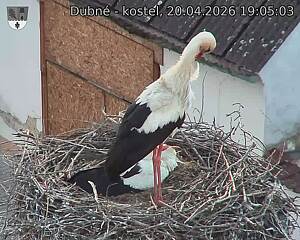 Capi_Dubne_20260420_190503.jpg (1350&nbsp;x&nbsp;1080)