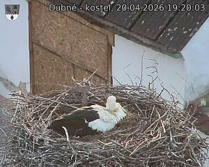 Capi_Dubne_20260420_192003.jpg (1350&nbsp;x&nbsp;1080)