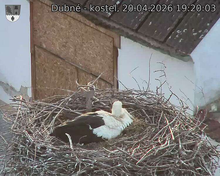 Capi_Dubne_20260420_192003.jpg (1350&nbsp;x&nbsp;1080)