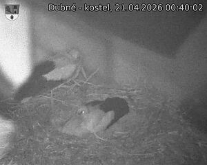 Capi_Dubne_20260421_004002.jpg (1350&nbsp;x&nbsp;1080)