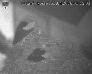 Capi_Dubne_20260421_011503.jpg (1350&nbsp;x&nbsp;1080)