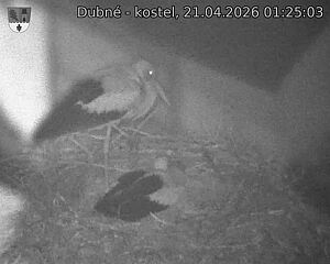 Capi_Dubne_20260421_012503.jpg (1350&nbsp;x&nbsp;1080)