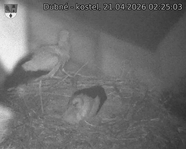 Capi_Dubne_20260421_022503.jpg (1350&nbsp;x&nbsp;1080)